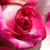 Roza - bela - Vrtnica čajevka - Hessenrose